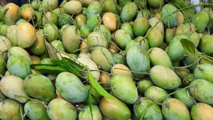 ৫ দেশ বাংলাদেশ থেকে আম নিতে চায়
