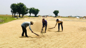 জগন্নাথপুরে আগেভাগেই শেষ হচ্ছে বোরো মৌসুম