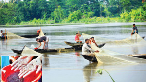 ঝড়বৃষ্টির পর হালদায় ডিম  ছাড়ছে মা মাছ
