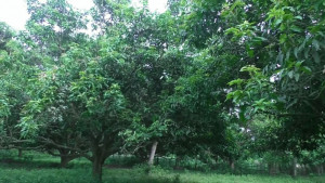 মেহেরপুরে আমের আকাল বছর
