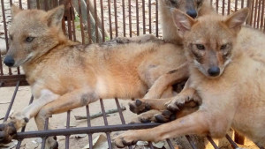 ইকোপার্কে অনুমোদনহীন ‘মিনি চিড়িয়াখানা’
