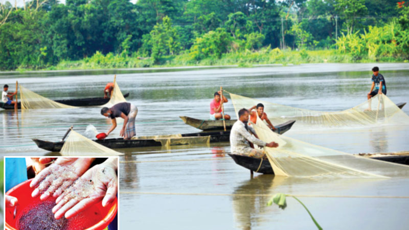 ঝড়বৃষ্টির পর হালদায় ডিম ছাড়ছে মা মাছ ঝড়বৃষ্টির পর হালদায় ডিম ছাড়ছে মা মাছ