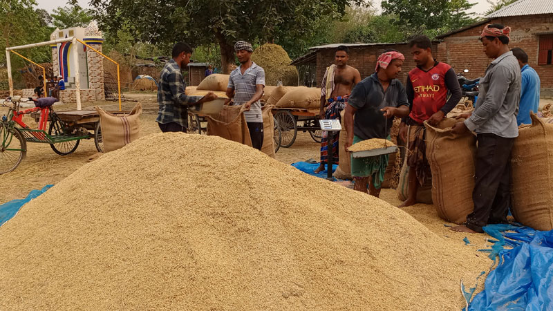 ধানের দামে খরচ তোলা দায় ধানের দামে খরচ তোলা দায়