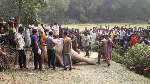 বিদ্যুৎস্পর্শে বন্যহাতির মৃত্যু, ঘিরে রাখল অন্য হাতিরা