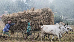 নভেম্বরেও বৃষ্টির আভাস, ক্ষতি হতে পারে ফসলের