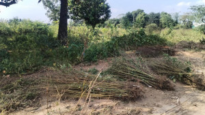 ৩ হাজার চারা গাছ উপড়ে বনের জমি দখলের চেষ্টা