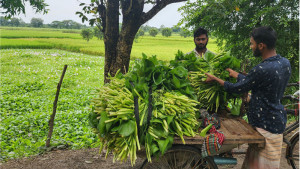 কচুরিপানাই ভরসা, বেশি খাওয়ালেই বিপদ