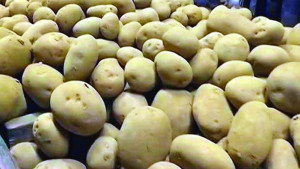 বগুড়ায় চড়া দামেও মিলছে না বীজ আলু