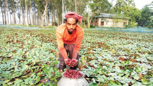 পানিফলের বাণিজ্যিক চাষ