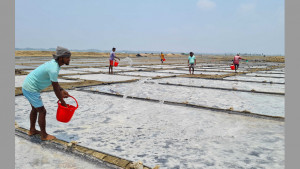 চলতি মৌসুমের লবণ উৎপাদন শুরু