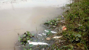 চিলুয়া যেন মাছের বধ্যভূমি