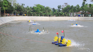 আধুনিক প্রযুক্তি ব্যবহারে  মাছ চাষে সাফল্য