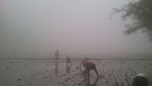 সকালে কুয়াশা দুপুরে কড়া রোদ, ক্ষতির মুখে চাষি