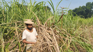 কষ্টের আখ এখন গলার কাঁটা