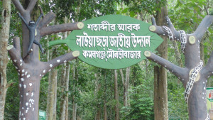 সীমানা নির্ধারণে ব্যর্থতা বেদখলে বনের জমি