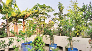 কংক্রিটের নগরে পরিবেশ রক্ষায় ‘ভরসা’ ছাদবাগান