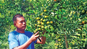 চায়না ও দার্জিলিং  কমলার বাজিমাত