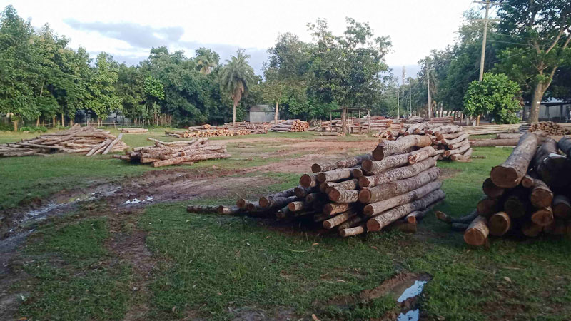 বনের জমিতে কাঠের হাট বনের জমিতে কাঠের হাট