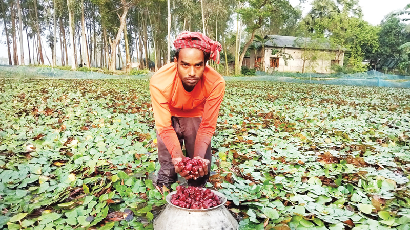 পানিফলের বাণিজ্যিক চাষ পানিফলের বাণিজ্যিক চাষ
