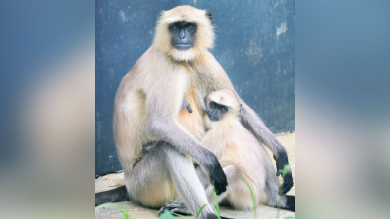 যশোরের বিপদাপন্ন হনুমান যশোরের বিপদাপন্ন হনুমান