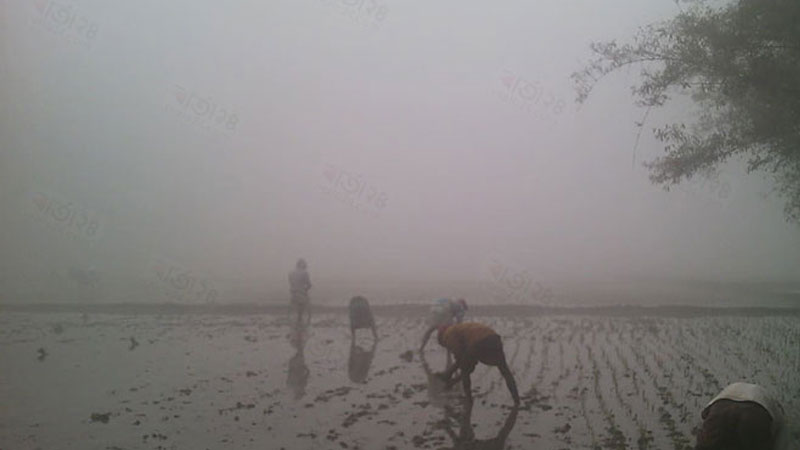 সকালে কুয়াশা দুপুরে কড়া রোদ, ক্ষতির মুখে চাষি সকালে কুয়াশা দুপুরে কড়া রোদ, ক্ষতির মুখে চাষি