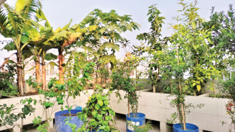 কংক্রিটের নগরে পরিবেশ রক্ষায় ‘ভরসা’ ছাদবাগান কংক্রিটের নগরে পরিবেশ রক্ষায় ‘ভরসা’ ছাদবাগান