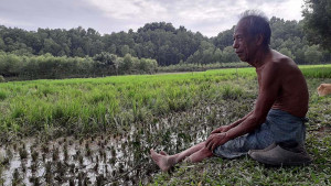 ‘আমন আবাদ এখন আত্তির পেটে’