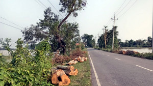 সড়ক প্রশস্তকরণে কাটা হচ্ছে গাছ