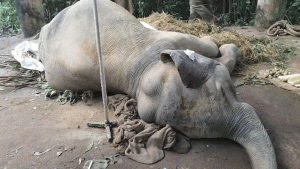 মারা গেল রেলের ধাক্কায় আহত সেই হাতিটি