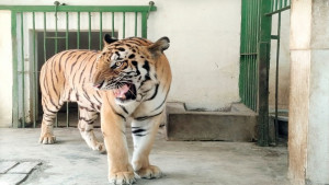 প্রাণীর খাবারে থাবা, নয়ছয় দরপত্রেও  