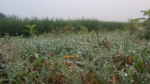 প্রকৃতিতে শীতের আগমনী বার্তা