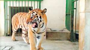 প্রাণীর খাবারে থাবা  নয়ছয় দরপত্রেও