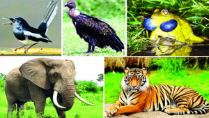 বন থেকে বিলুপ্ত প্রায় পশুপাখি