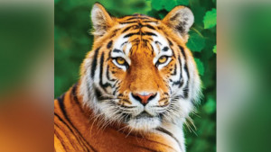 সুন্দরবনে বাঘ বেড়েছে