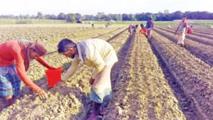শঙ্খ চরে সবজি উৎপাদনে শঙ্কা