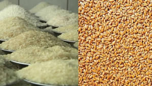 চালের সাইলোতে রাখা গম, নেপথ্যে দুর্নীতিবাজ চক্র