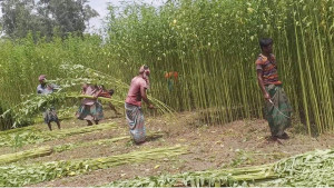 একদিকে পলিথিনবিরোধী প্রচার অন্যদিকে কমছে পাট চাষ