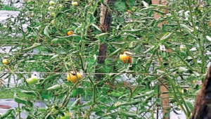 বেগুন গাছে ধরছে টমেটো