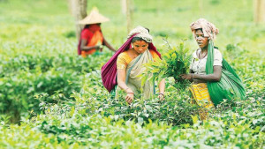 চায়ের উৎপাদনে ভাটা শঙ্কিত মালিক-শ্রমিক