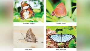 হারানোর পথে ঢাকা শহরের প্রজাপতি