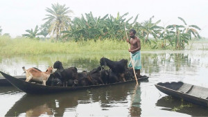 খামারে পানি, উদ্বেগে খামারি