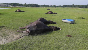 প্রজনন খামারে  ১৮ মহিষের মৃত্যু