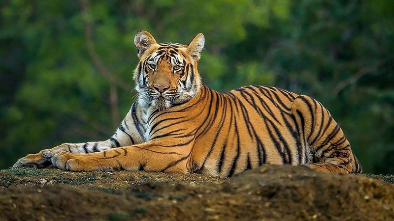 সুন্দরবনে বাঘ ১২৫টি সুন্দরবনে বাঘ ১২৫টি