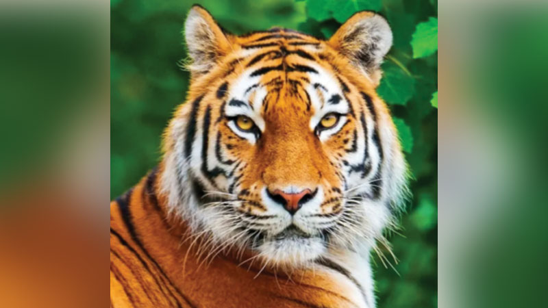সুন্দরবনে বাঘ বেড়েছে সুন্দরবনে বাঘ বেড়েছে