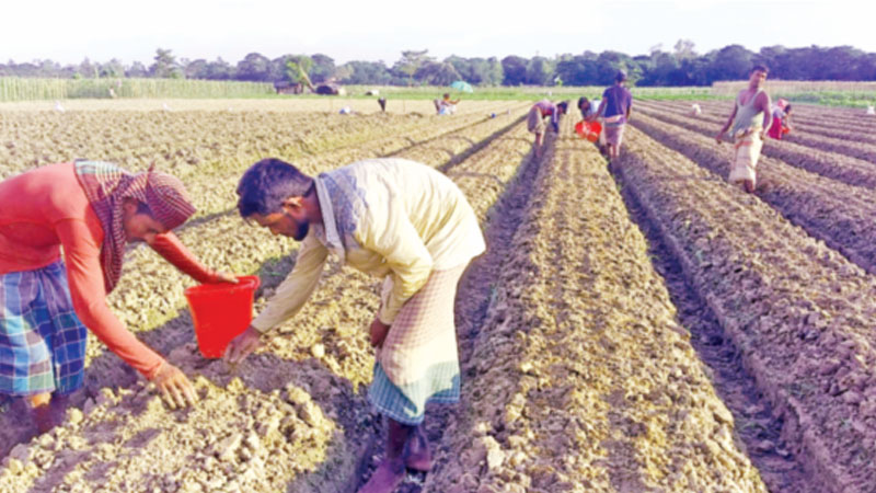 শঙ্খ চরে সবজি উৎপাদনে শঙ্কা শঙ্খ চরে সবজি উৎপাদনে শঙ্কা