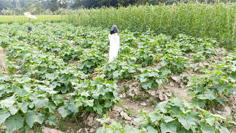 মিরসরাইয়ে এবার বাড়বে শীতকালীন সবজির উৎপাদন মিরসরাইয়ে এবার বাড়বে শীতকালীন সবজির উৎপাদন