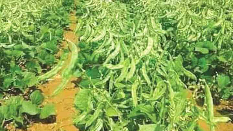 হাতবদলে সবজির দাম বাড়ে ৩০-৫০ টাকা হাতবদলে সবজির দাম বাড়ে ৩০-৫০ টাকা