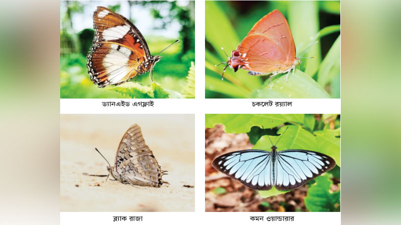 হারানোর পথে ঢাকা শহরের প্রজাপতি হারানোর পথে ঢাকা শহরের প্রজাপতি