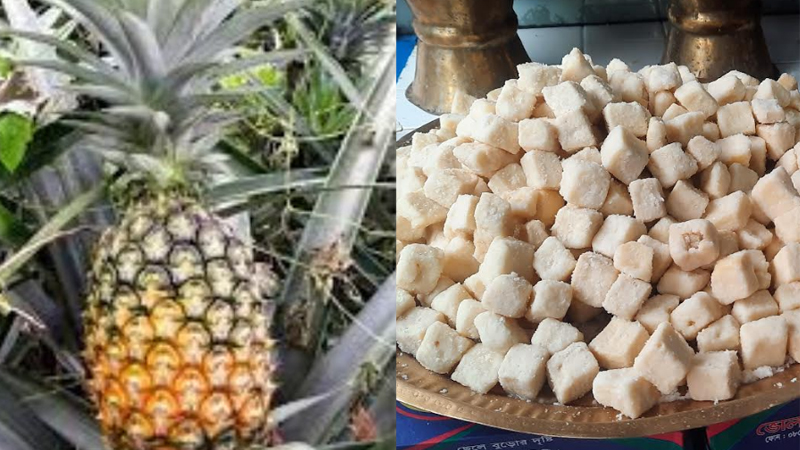 মধুপুরের আনারস ও ব্রাহ্মণবাড়িয়ার ছানামুখী পেল জিআই সনদ মধুপুরের আনারস ও ব্রাহ্মণবাড়িয়ার ছানামুখী পেল জিআই সনদ