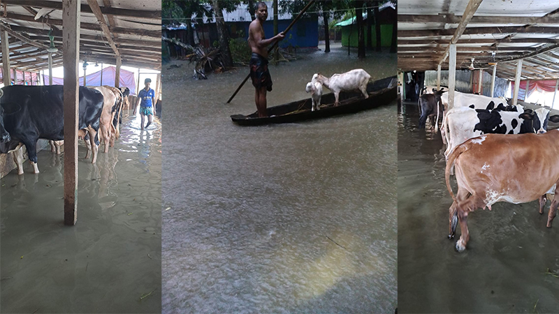 নোয়াখালীতে ৩ লক্ষাধিক গবাদি পশুপাখির মৃত্যু নোয়াখালীতে ৩ লক্ষাধিক গবাদি পশুপাখির মৃত্যু